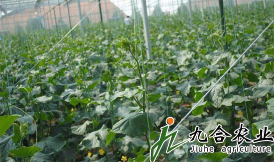 河南永城裕農(nóng)弘潤農(nóng)業(yè)科技園（陽光板智能溫室）